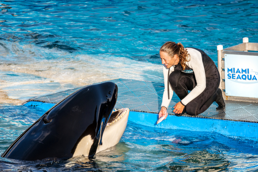 Miami Seaquarium, a woman on a pool island feeding a killer whale. Good place to visit for a fun day out in miami.